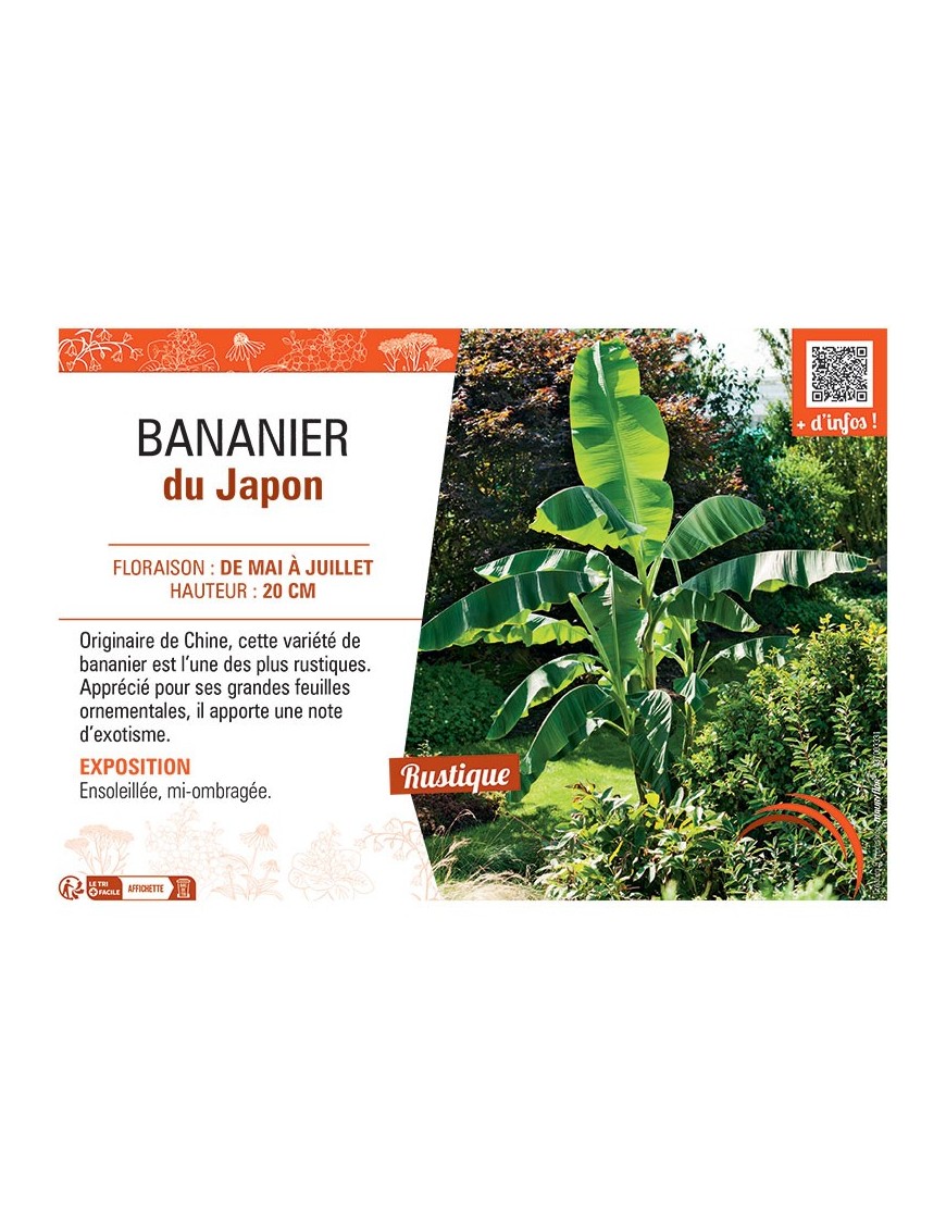 BANANIER DU JAPON
