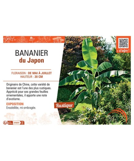 BANANIER DU JAPON