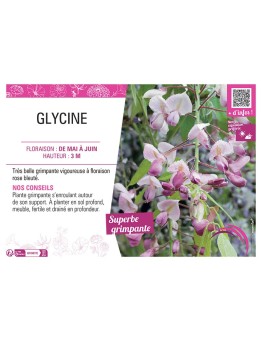 GLYCINE ROSE