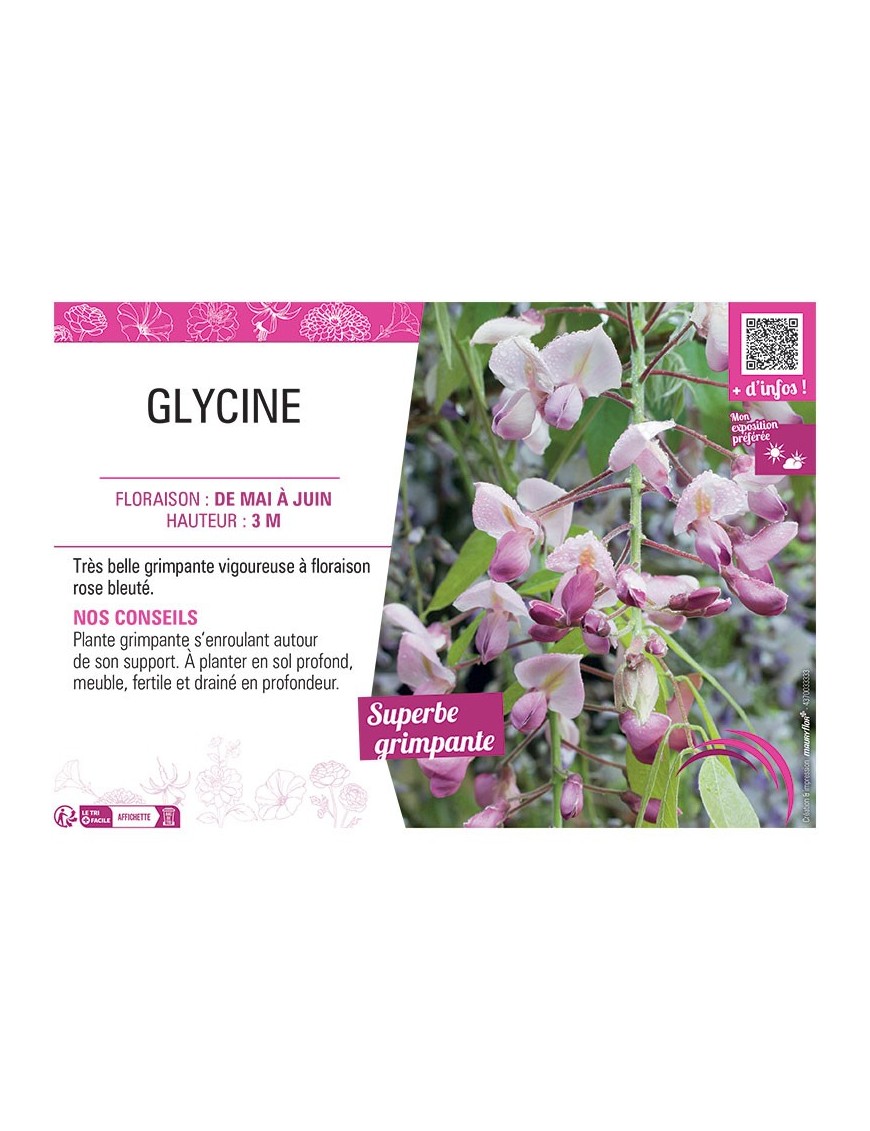 GLYCINE ROSE