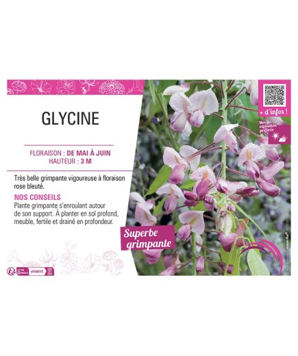 GLYCINE ROSE