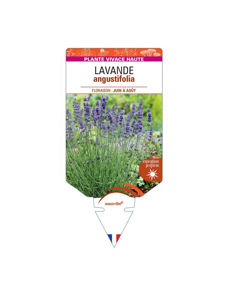 LAVANDULA ANGUSTIFOLIA voir Lavande (bleu)