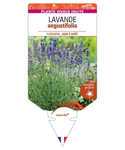 LAVANDULA ANGUSTIFOLIA voir Lavande (bleu)