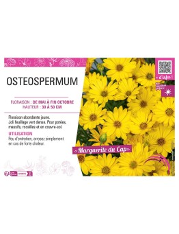 OSTEOSPERMUM voir MARGUERITE DU CAP (jaune)