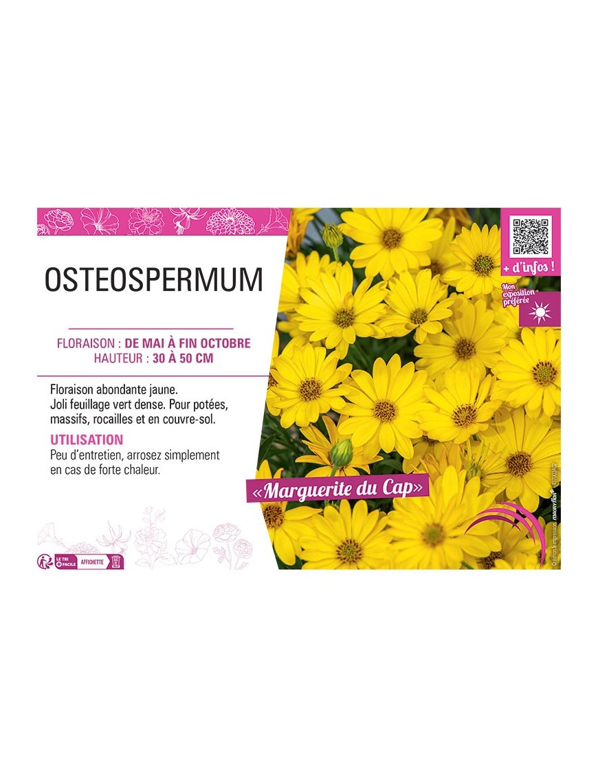 OSTEOSPERMUM voir MARGUERITE DU CAP (jaune)