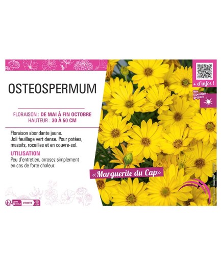OSTEOSPERMUM voir MARGUERITE DU CAP (jaune)