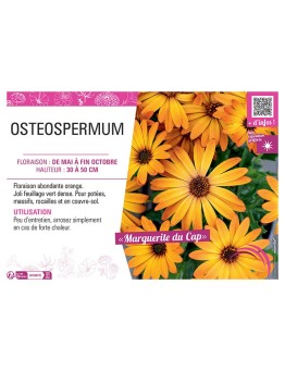 OSTEOSPERMUM voiir MARGUERITE DU CAP (orange)