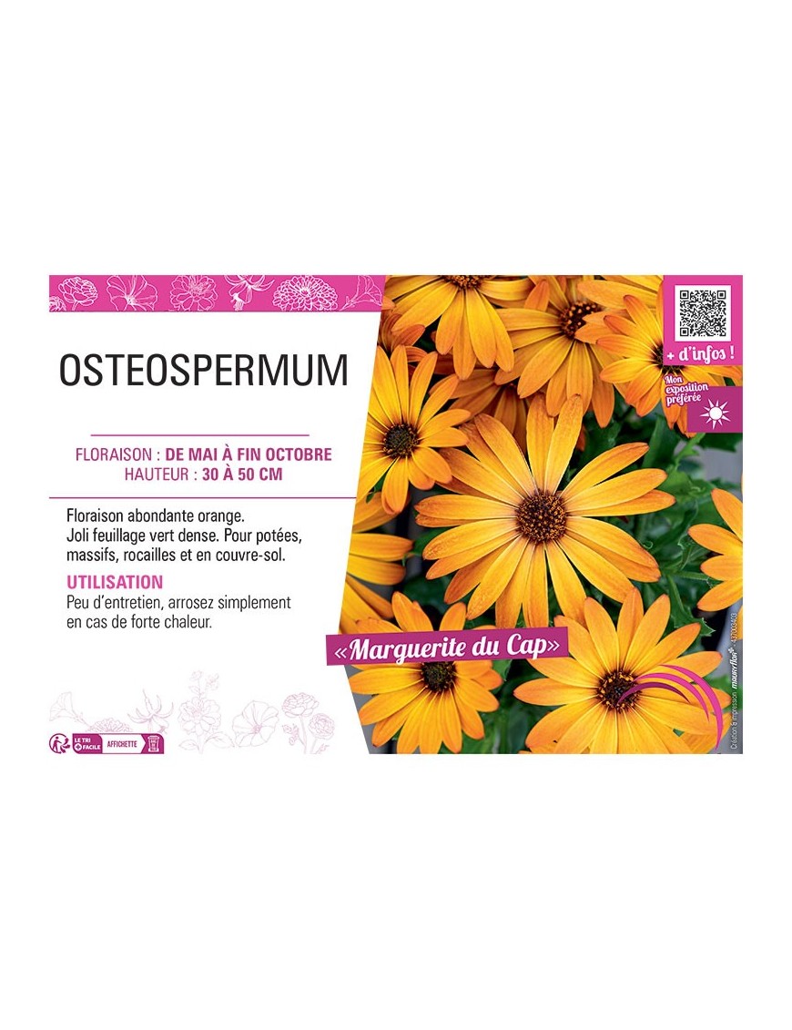 OSTEOSPERMUM voiir MARGUERITE DU CAP (orange)