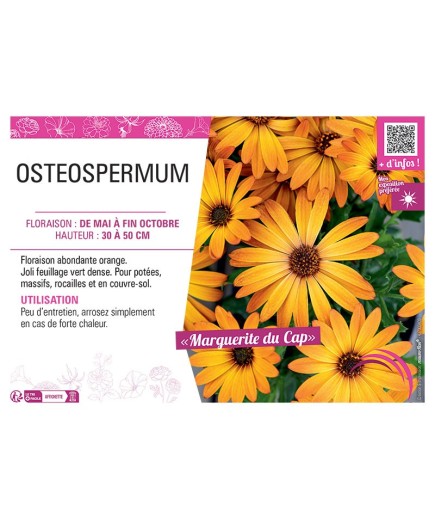 OSTEOSPERMUM voiir MARGUERITE DU CAP (orange)
