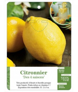 Citronnier ‘Des 4 saisons’