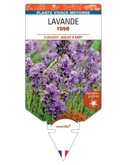 LAVANDULA ANGUSTIFOLIA voir Lavande (rose)