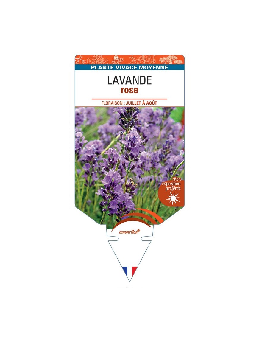 LAVANDULA ANGUSTIFOLIA voir Lavande (rose)