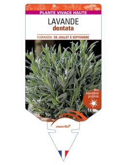 LAVANDULA dentata