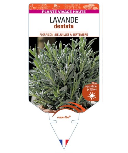 LAVANDULA dentata