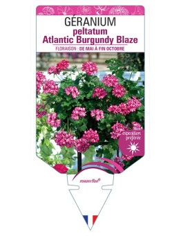 GÉRANIUM peltatum Atlantic Burgundy Blaze