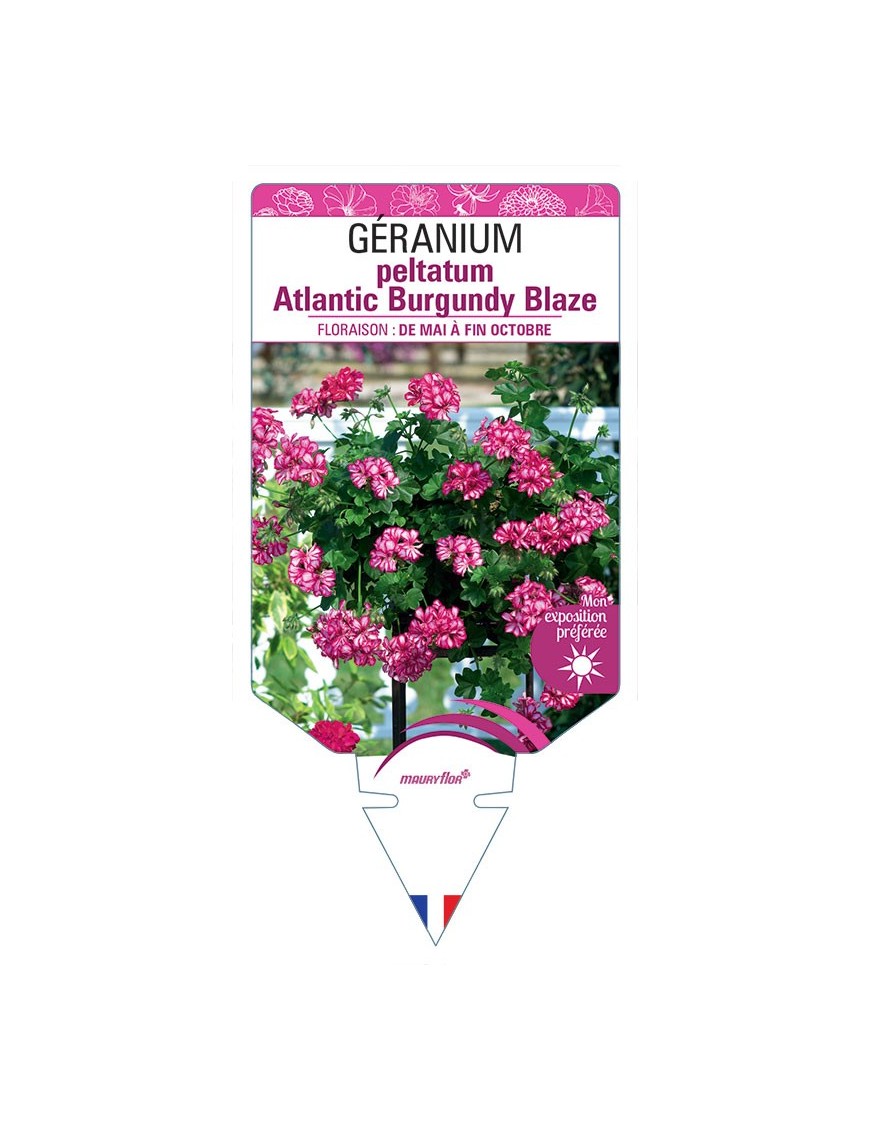 GÉRANIUM peltatum Atlantic Burgundy Blaze