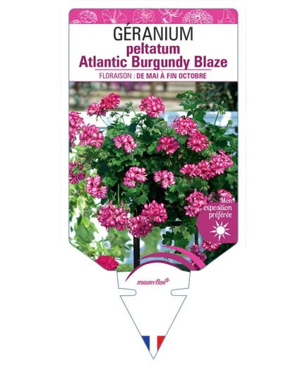 GÉRANIUM peltatum Atlantic Burgundy Blaze