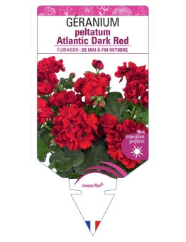 GÉRANIUM peltatum Atlantic Dark Red