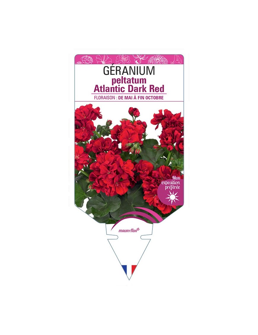 GÉRANIUM peltatum Atlantic Dark Red