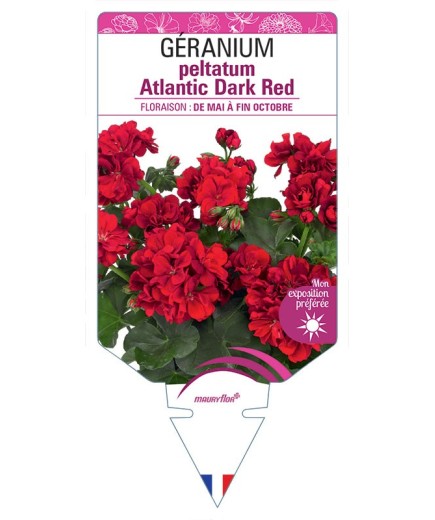 GÉRANIUM peltatum Atlantic Dark Red