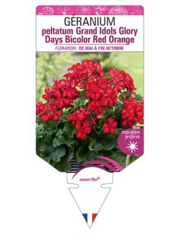 GÉRANIUM peltatum Grand Idols Glory Days Bicolor Red Orange