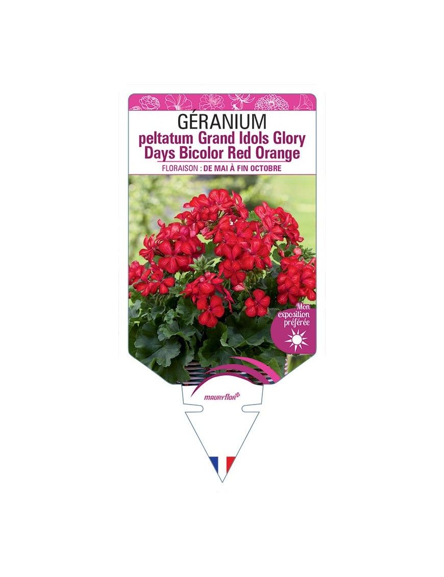 GÉRANIUM peltatum Grand Idols Glory Days Bicolor Red Orange