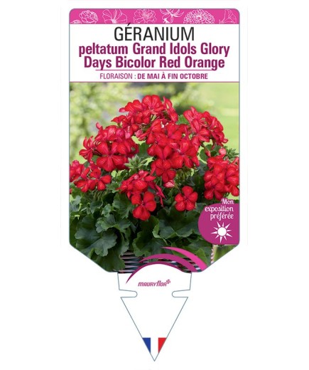 GÉRANIUM peltatum Grand Idols Glory Days Bicolor Red Orange