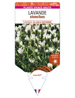 LAVANDULA stoechas (blanc)