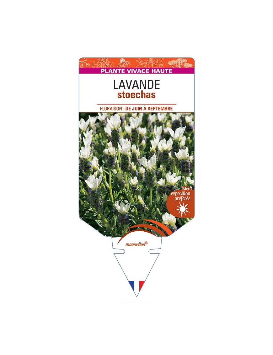 LAVANDULA stoechas (blanc)
