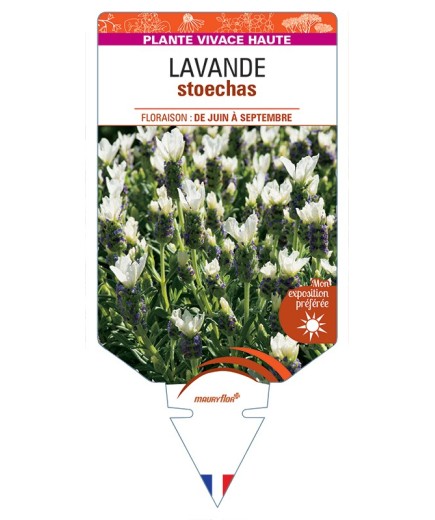 LAVANDULA stoechas (blanc)