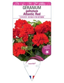 GÉRANIUM peltatum Atlantic Red
