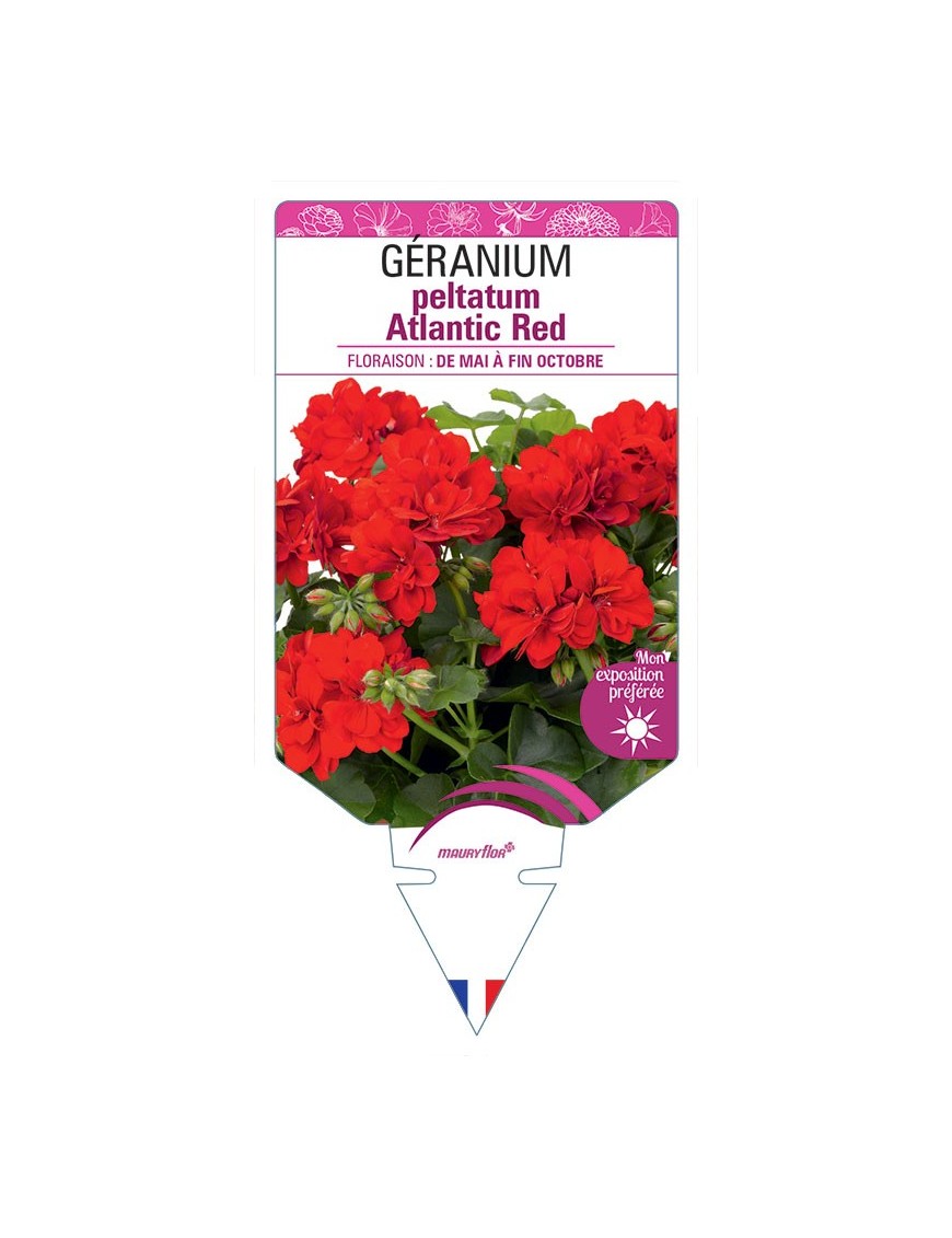 GÉRANIUM peltatum Atlantic Red