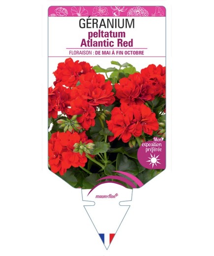 GÉRANIUM peltatum Atlantic Red