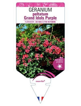 GÉRANIUM peltatum Grand Idols Purple