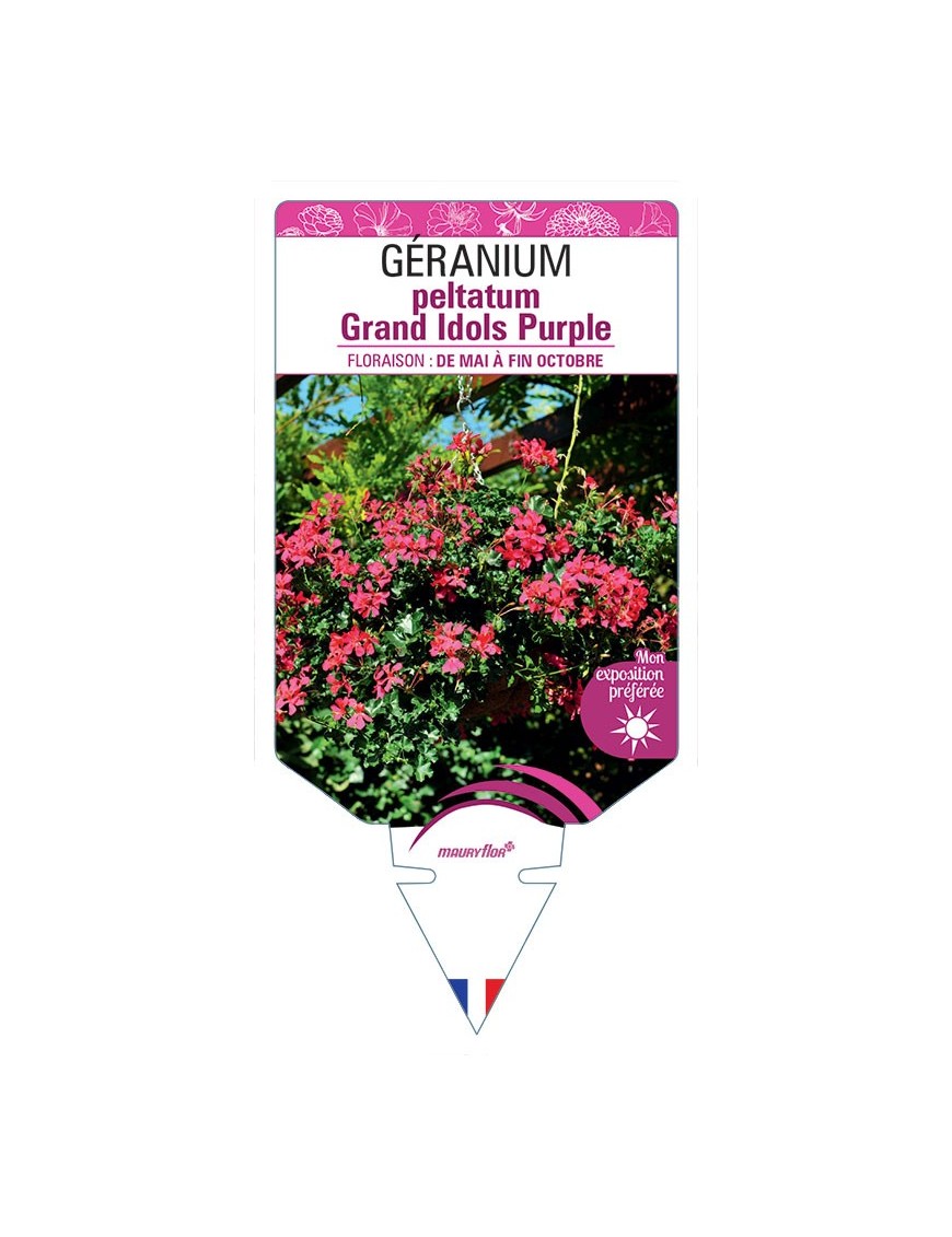 GÉRANIUM peltatum Grand Idols Purple