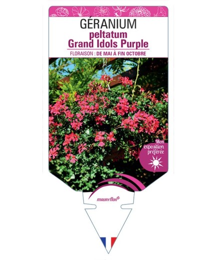 GÉRANIUM peltatum Grand Idols Purple