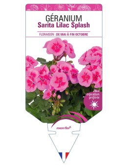 GÉRANIUM Sarita Lilac Splash