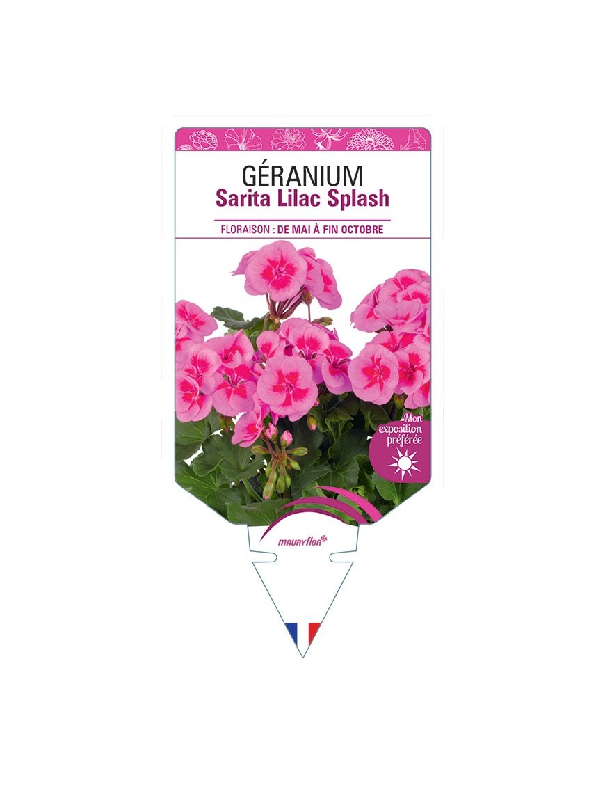 GÉRANIUM Sarita Lilac Splash