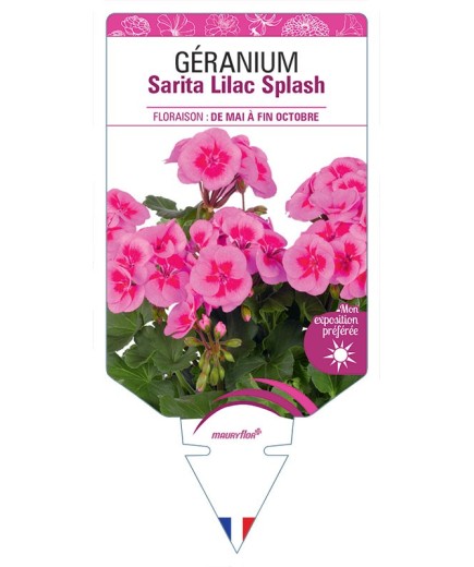 GÉRANIUM Sarita Lilac Splash