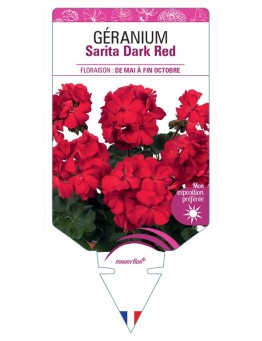 GÉRANIUM Sarita Dark Red