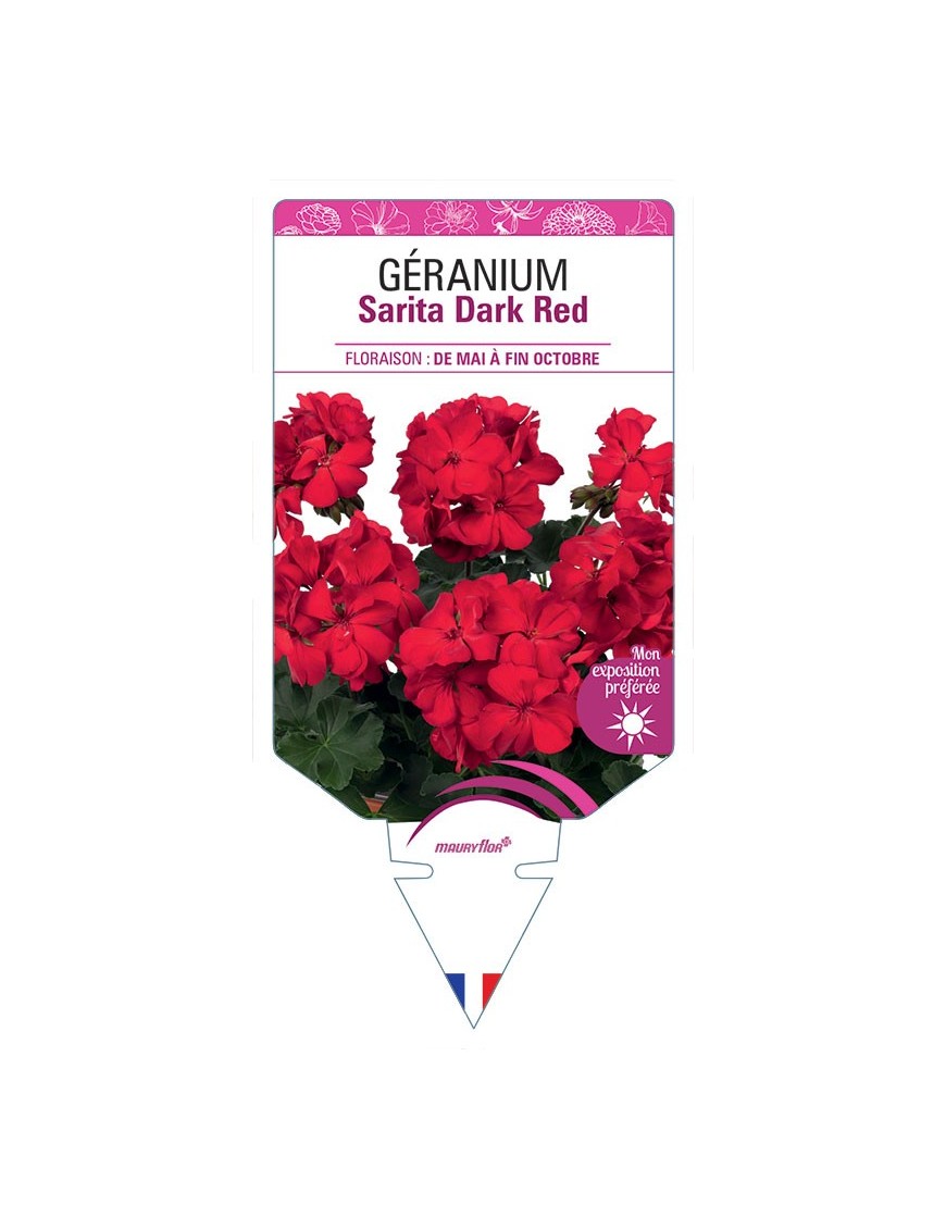 GÉRANIUM Sarita Dark Red