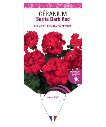 GÉRANIUM Sarita Dark Red