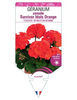 GÉRANIUM zonale Survivor Idols Orange