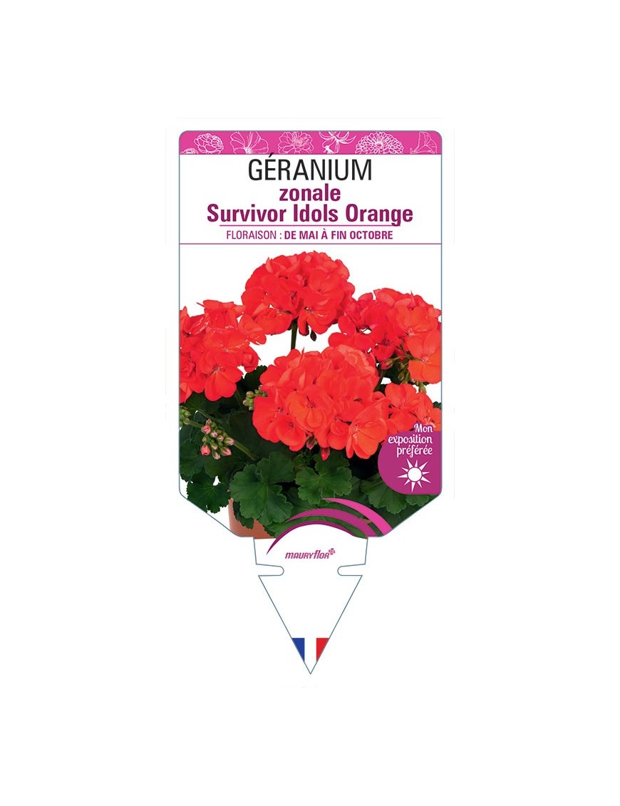 GÉRANIUM zonale Survivor Idols Orange