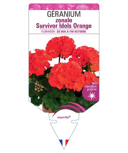 GÉRANIUM zonale Survivor Idols Orange