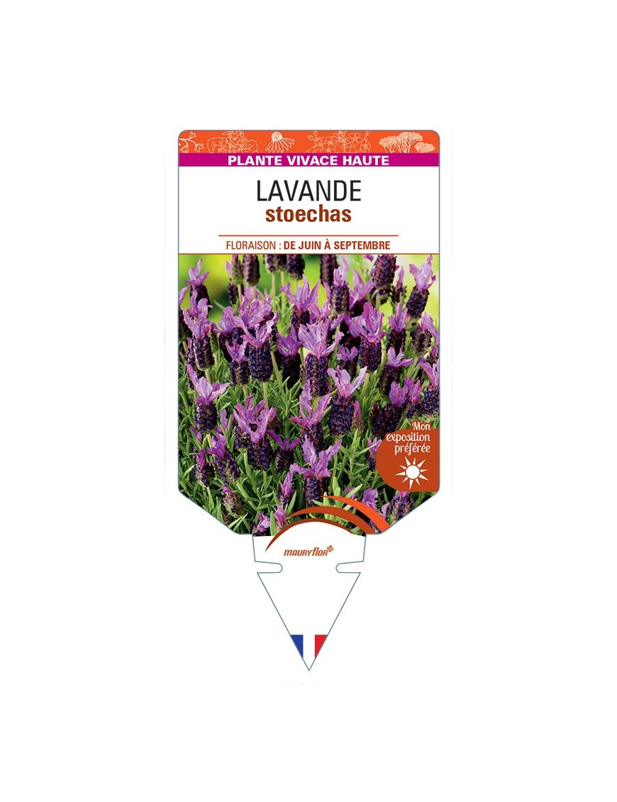 LAVANDULA stoechas (rose)