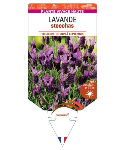 LAVANDULA stoechas (rose)