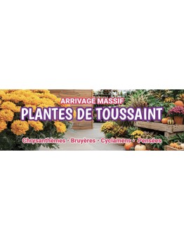 Banderole 196 - Plantes de Toussaint