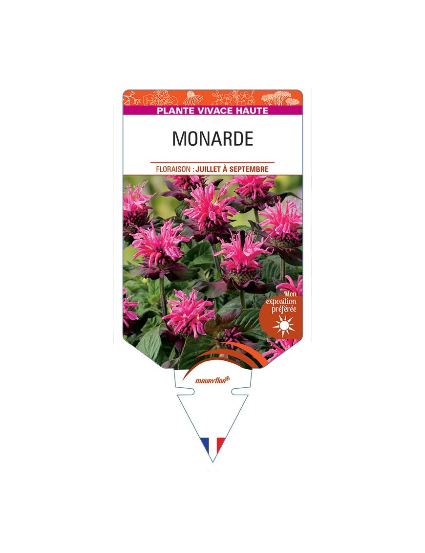 MONARDE (rose) *