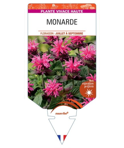 MONARDE (rose) *